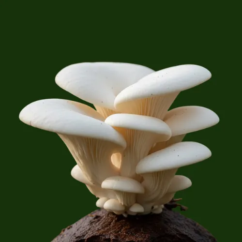 White Oyster Mushrooms